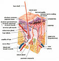 Thumbnail for version as of 22:45, 1 March 2007