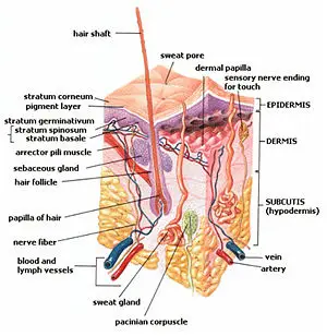 Integumentary System New World Encyclopedia