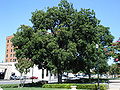 Thumbnail for version as of 22:45, 13 April 2008