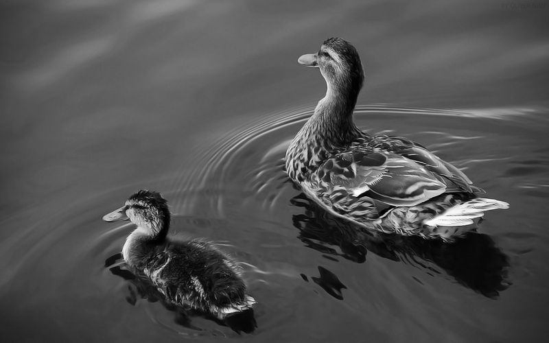 File:Mallard with duckling.jpg