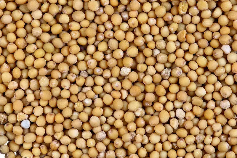 File:Sa yellow mustard.jpg