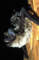 Thumbnail for version as of 22:38, 30 June 2006