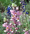 Thumbnail for version as of 05:31, 17 August 2007