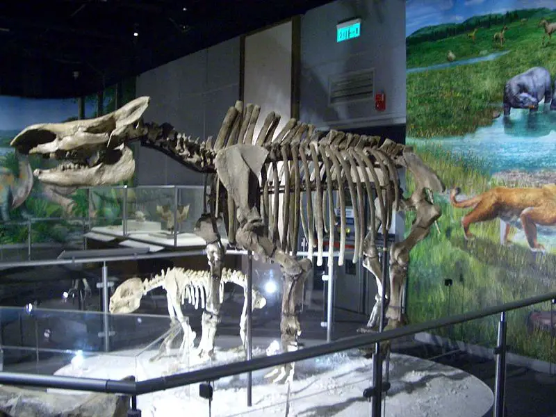 File:Coelodonta antiquitatis.JPG