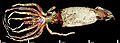 Thumbnail for version as of 01:39, 23 October 2008