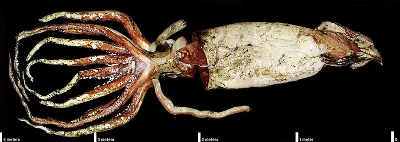 File:Giant Squid NASA.jpg