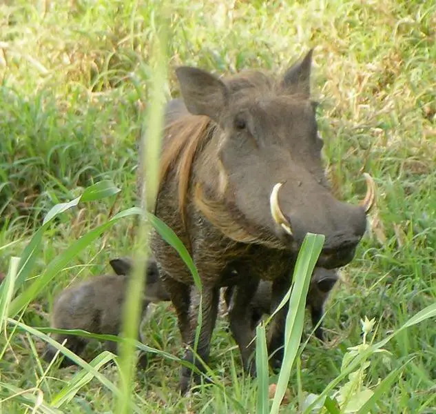 File:Gorongosa - warthogs.JPG