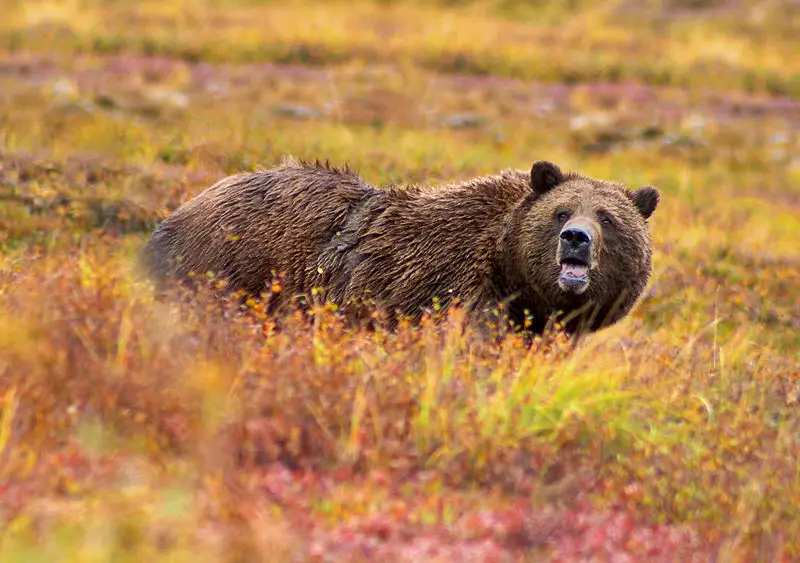 File:Grizzly Denali edit.jpg