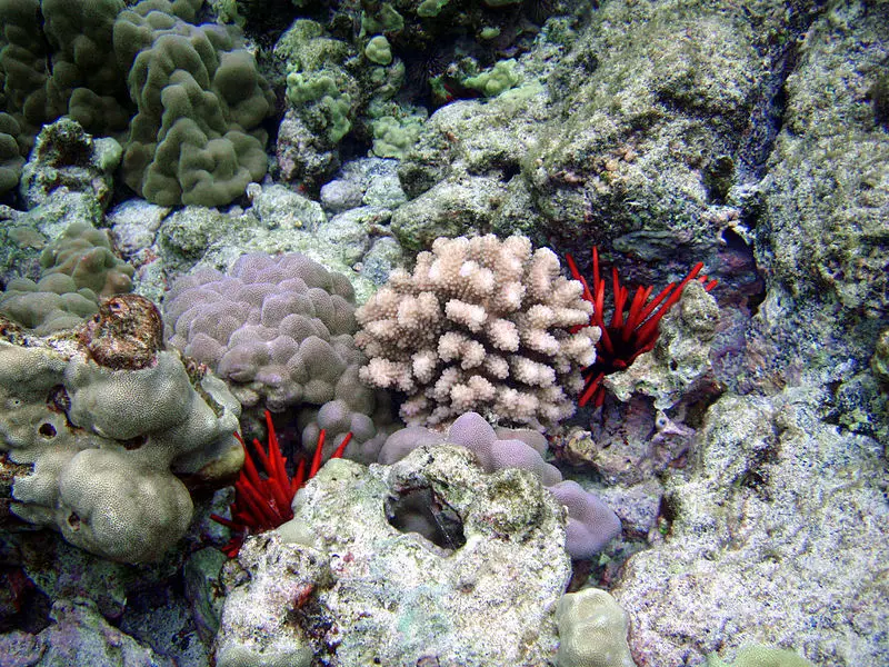 File:Heterocentrotus trigonarius in Kona.jpg