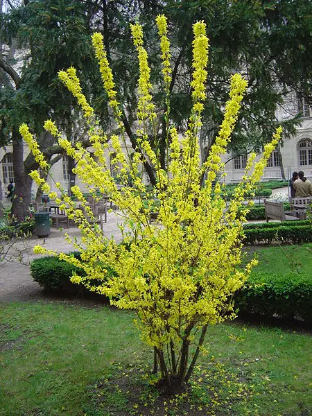 File:Tree dsc00856.jpg