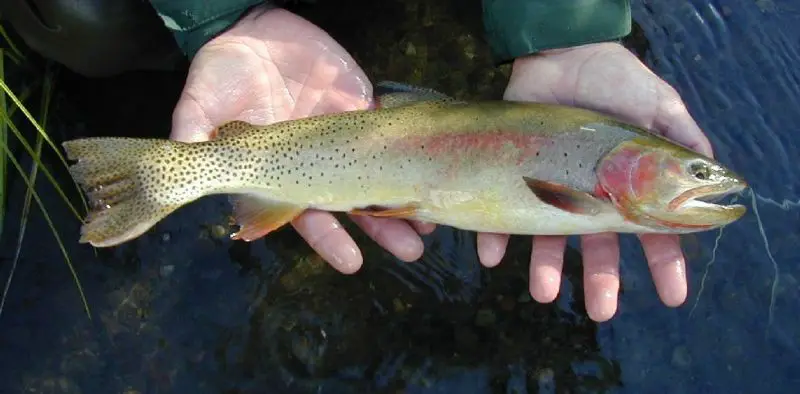 File:Yellowstone Cutthroat Trout.jpg
