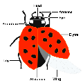 Thumbnail for version as of 22:02, 22 November 2007