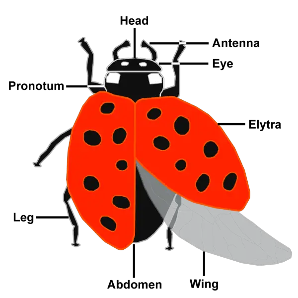 File:Coccinellidae (Ladybug) Anatomy.svg