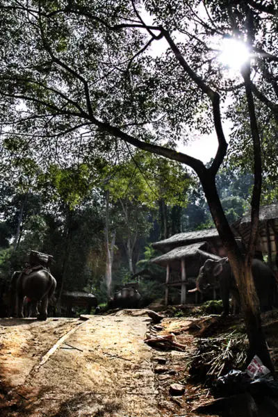 File:Elephantcamp.jpg
