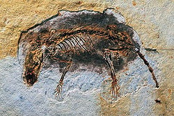 Fossil specimen of Eomaia scansoria, an early eutherian