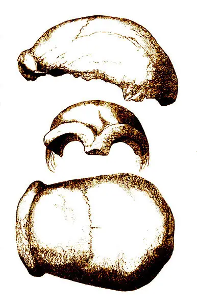 File:Neandertal 1856.jpg