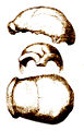 Thumbnail for version as of 23:17, 5 March 2007