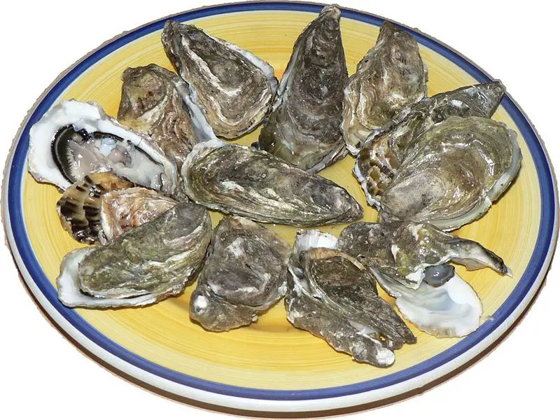 File:Oysters p1040741.jpg
