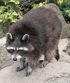 Raccoon(Procyonlotor)1.jpg