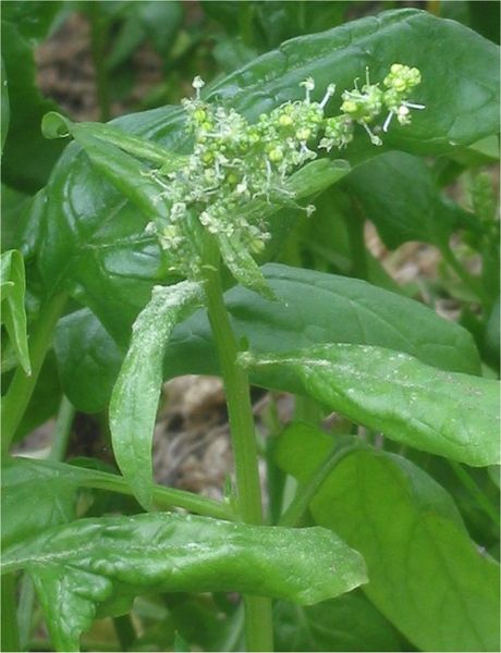 File:Spinacia oleracea Spinazie bloeiend.jpg