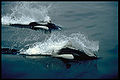 Thumbnail for version as of 03:37, 18 March 2007