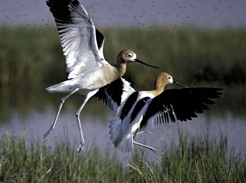 File:American Avocet.jpg