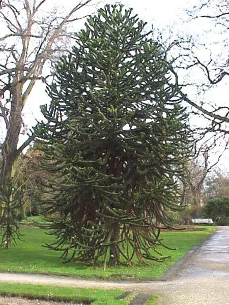 File:Araucaria araucana1.jpg