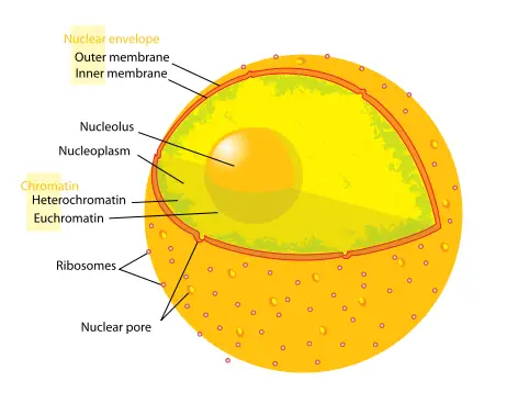 File:Diagram human cell nucleus.svg