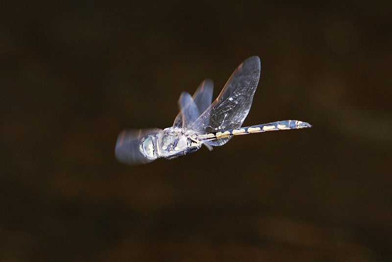 File:Dragonfly midair.jpg