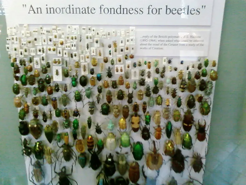 File:Fondness for beetles.jpg