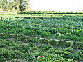Thumbnail for version as of 19:34, 13 August 2007