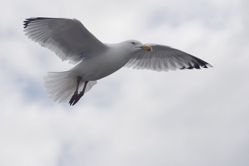 File:Seagull Hovers.jpg