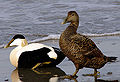 Thumbnail for version as of 22:02, 10 January 2009