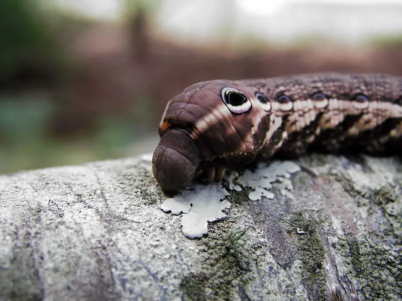 File:Xylophanes tersa caterpillar.jpg
