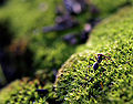 Thumbnail for version as of 12:29, 13 June 2006