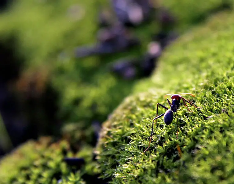 File:Ant on mosshill02.jpg