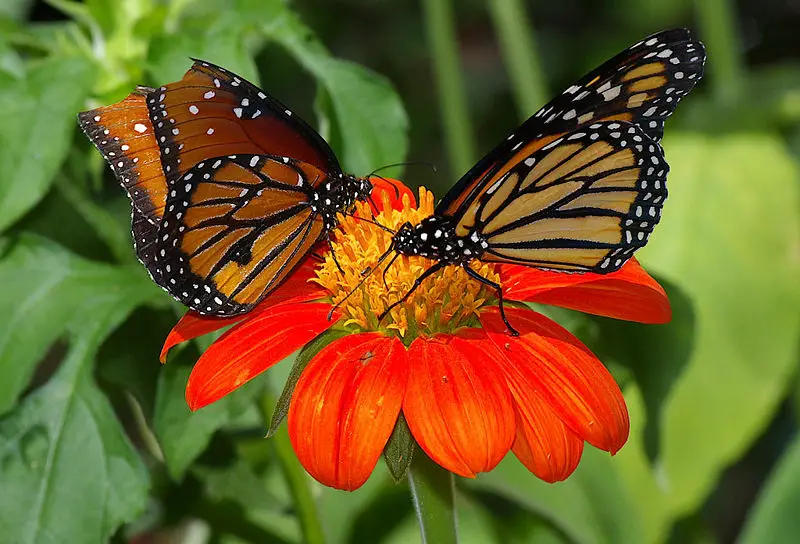 File:Butterflies UFmuseum.jpg