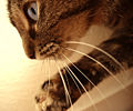 Thumbnail for version as of 20:02, 21 October 2007