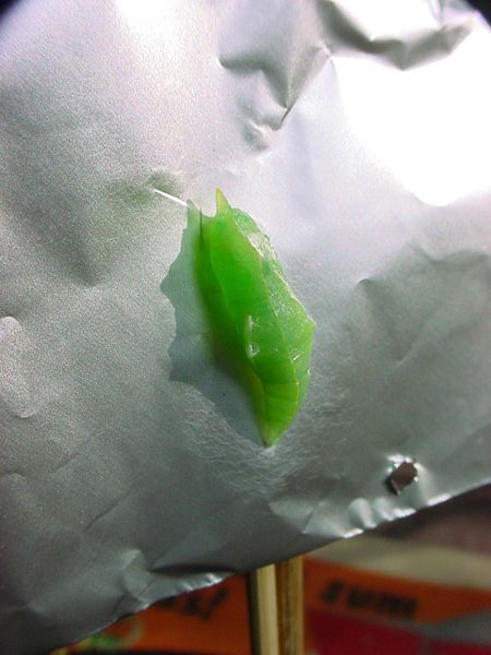 File:ChristianBauer Pieris rapae caterpiller2.jpg