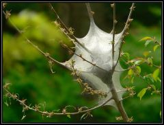 Tent caterpillars