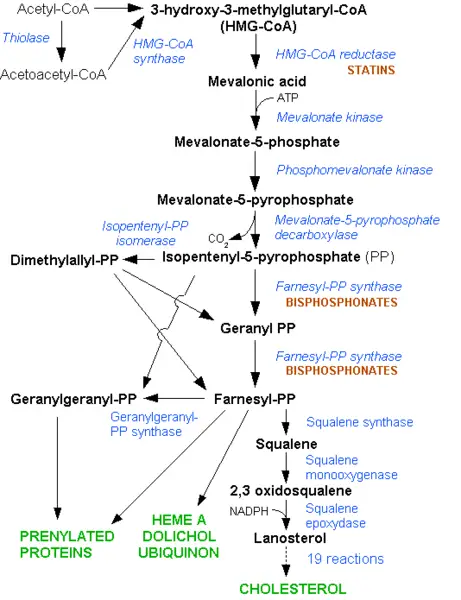 File:HMG-CoA reductase pathway.png