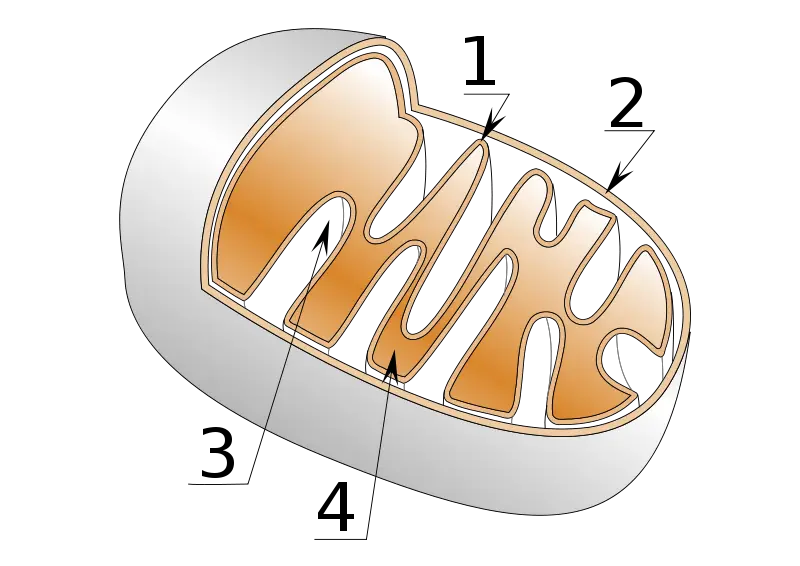 File:Mitochondrie.svg