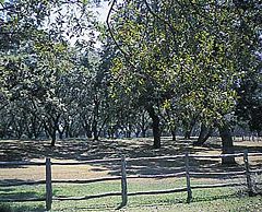 Pecan orchard Lyndon B. Johnson National Historical Park