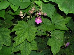 Raspberry - New World Encyclopedia