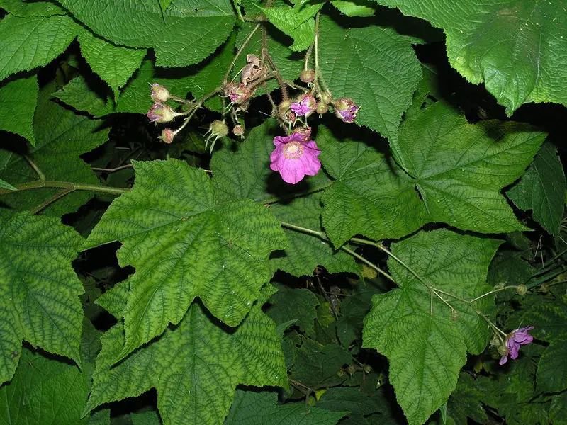 File:Purple Flowering Raspberry.JPG