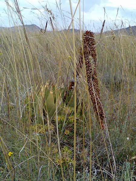 File:Aloes on N6 Route.jpg