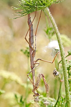 Large brown mantid, Archimantis latistyla hanging underneath a carrot flower.