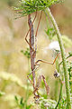 Thumbnail for version as of 03:54, 27 October 2007