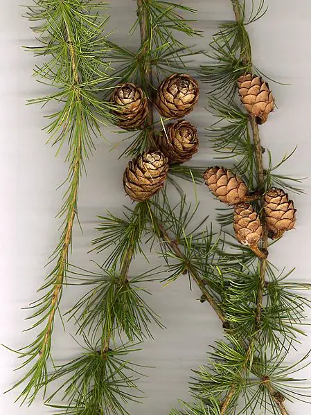 File:Larix decidua0.jpg
