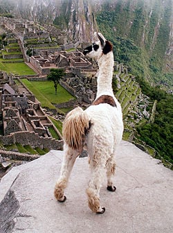 A llama overlooking Machu Picchu, Peru